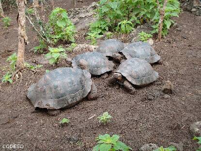 Galapagos Islands