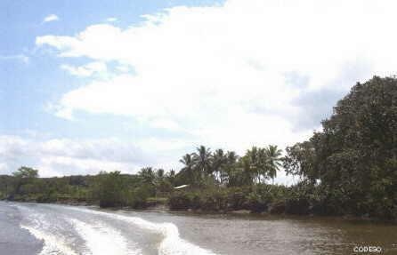 La comundad Guachal desde el manglar San Lorenzo Esmeraldas Ecuador Sudamerica