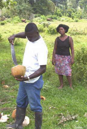 Abriendo un coco con machete: una herramienta universal Guachal Esmeraldas