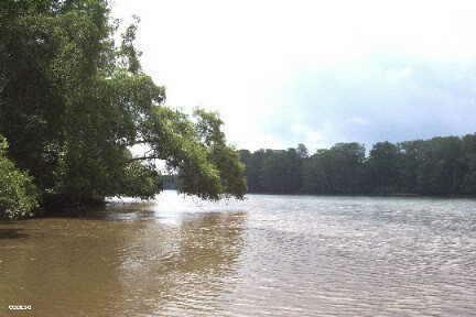 El manglar cerca de Guachal San Lorenzo Esmeraldas Ecuador Sudamerica